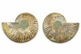 Cut & Polished Ammonite Fossil - Madagascar #377520-1